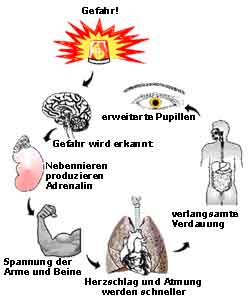 Stress Kreislauf